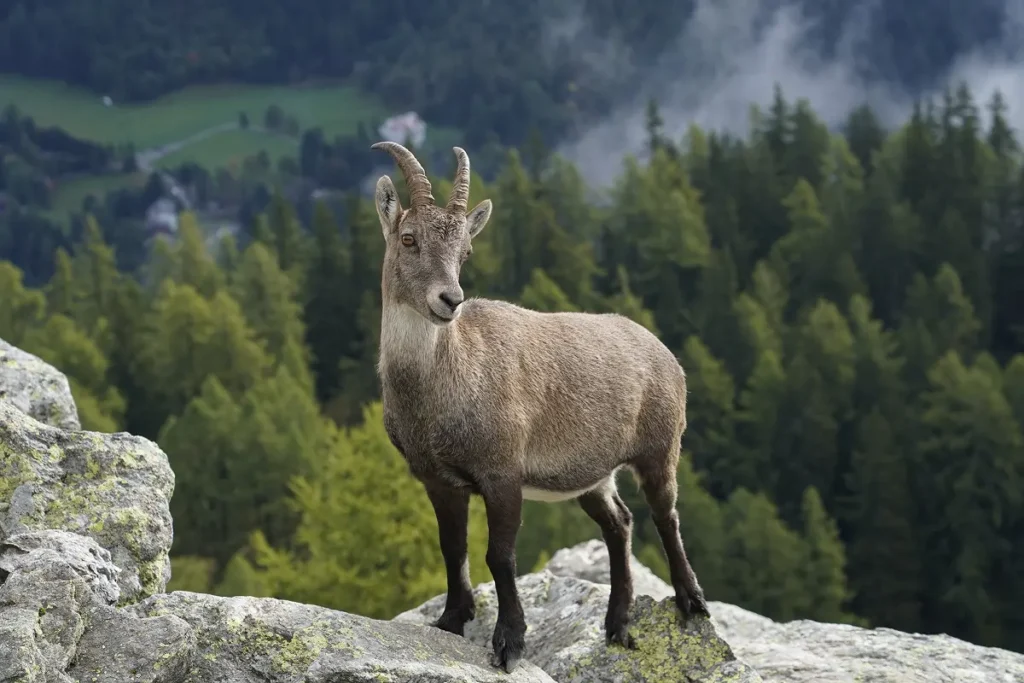 Alpine ibex standing on a rocky ledge above the forest in the Aiguilles Rouges near Chamonix, France.