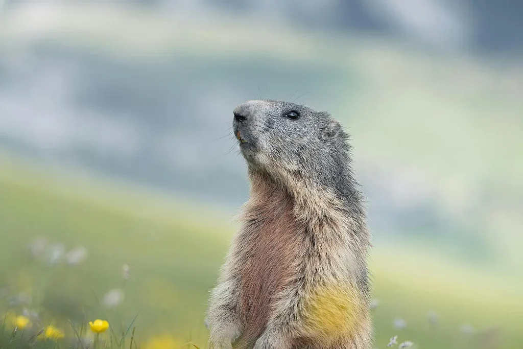 Alpine marmot standing alert in a mountain meadow near Chamonix, France.